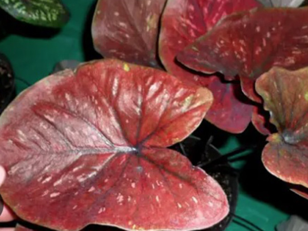 Cây Môn Huyết Rồng