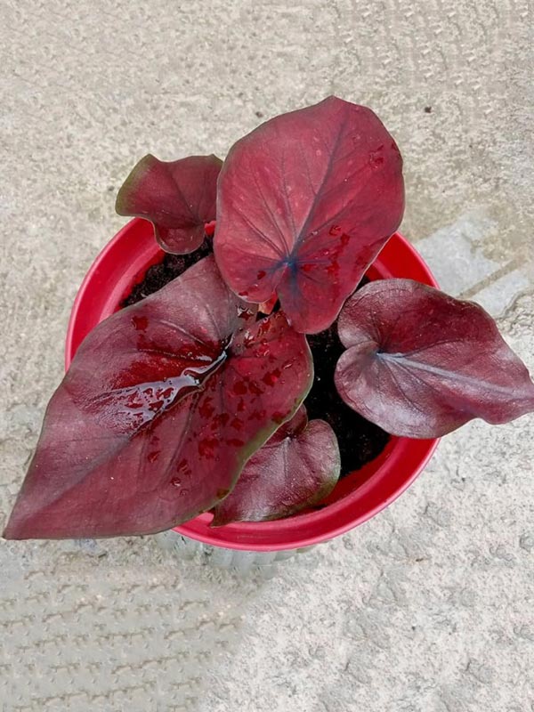 Cây Môn Huyết Rồng