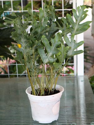 Dương xỉ lá bạc