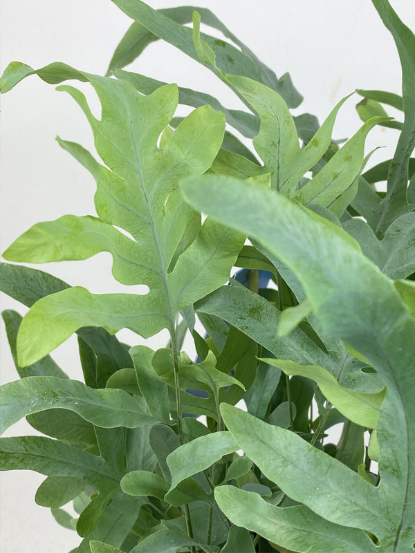 Dương xỉ lá bạc