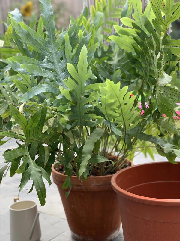 Dương xỉ lá bạc