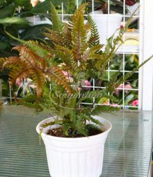 Dương xỉ phượng hoàng