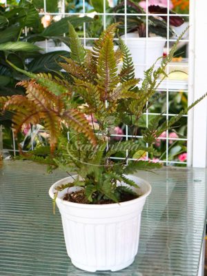 Dương xỉ phượng hoàng