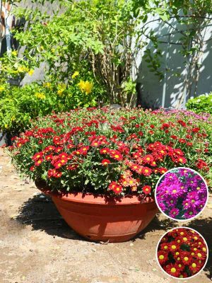 Chậu Hoa Cúc Pico