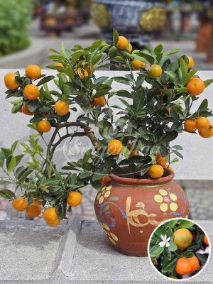 Chậu Cây Tắc Bonsai Tết