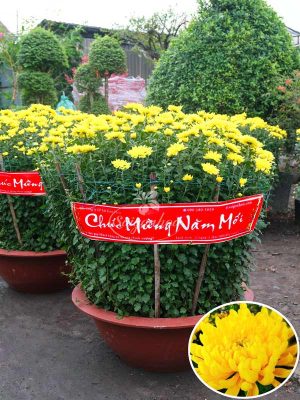 Chậu Hoa Cúc Đại Đóa