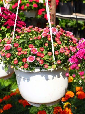 Hoa Cúc Hàn Quốc Chậu Treo