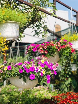 Dạ Yến Thảo Mix Màu Chậu Treo