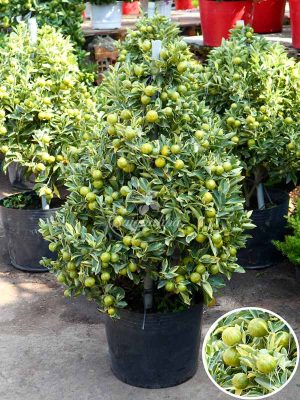 Cây Tắc Cẩm Thạch Tán Thông