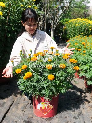 Hoa Cúc Vạn Thọ Trang Trí Tết