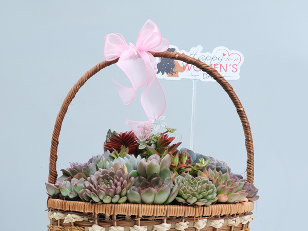 dac-diem-gio-sen-da-chuc-mung