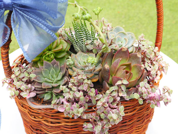 dac-diem-gio-sen-da-qua-tang