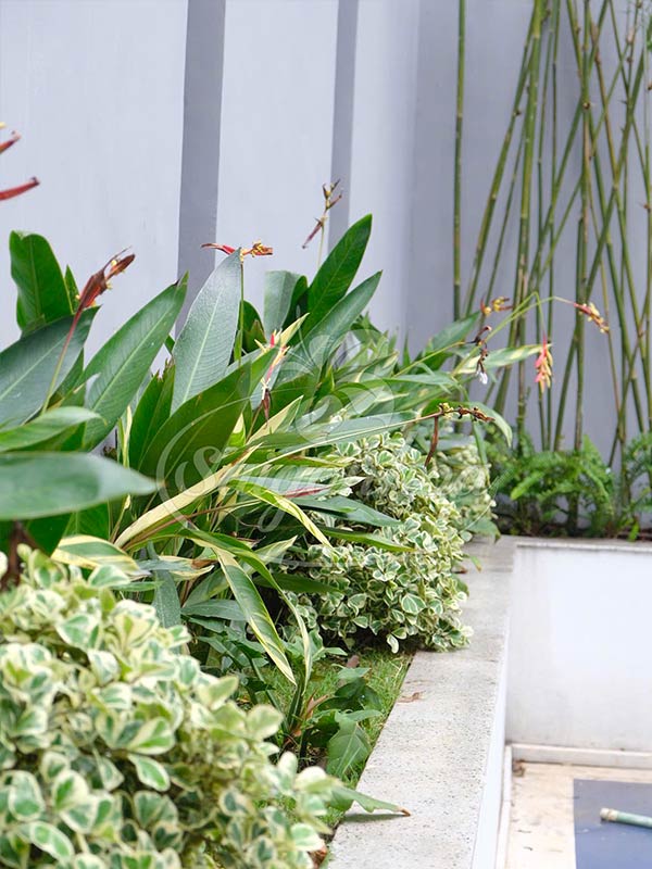 Sân vườn villa khách VIP