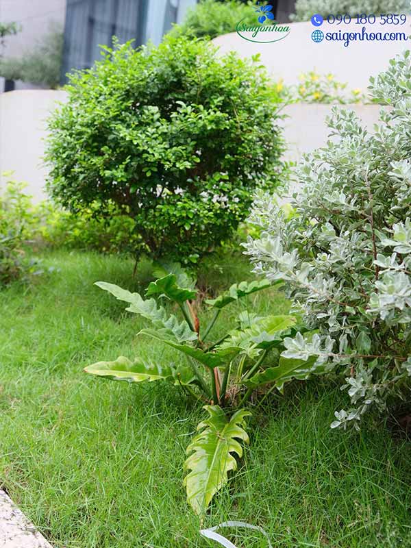 Sân vườn villa khách VIP