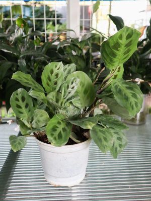 Cây Đuôi Công Đốm Xanh