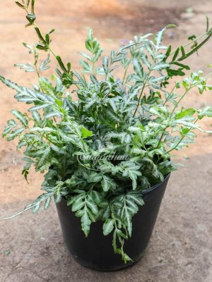 Cây Dương Xỉ Phụng Tiên Lá Bạc