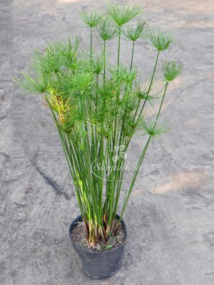 Cây Thủy Trúc Thái