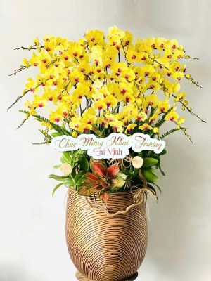 Chậu Hoa Lan Vàng Quà Tặng