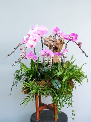Tiểu Cảnh Lan Hồ Điệp Hồng Ghép Lũa
