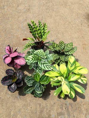 Bộ Sưu Tập 7 Cây Đuôi Công