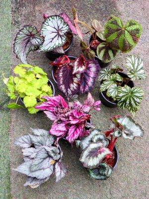 Bộ Sưu Tập Thu Hải Đường Lá Đốm