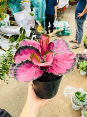 Cây Đuôi Công Hồng