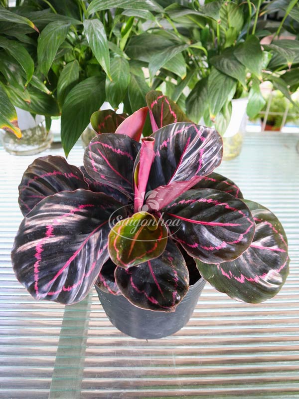 Cây Đuôi Công Tím Lá Tròn