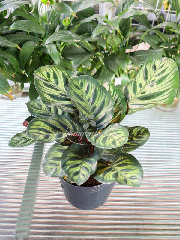 Cây Đuôi Công Thường