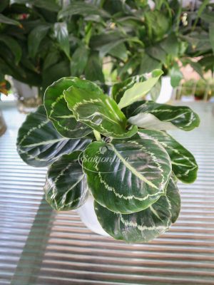 Đuôi Công Xanh Lá Tròn