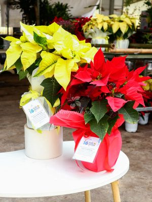 Hoa Trạng Nguyên Quà Tặng