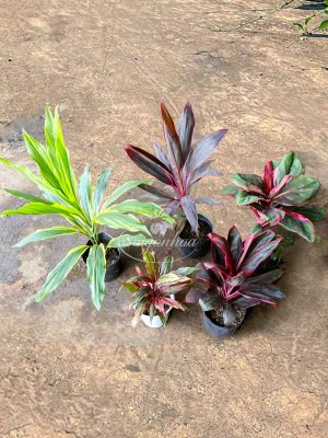 Bộ Sưu Tập 5 Cây Huyết Dụ