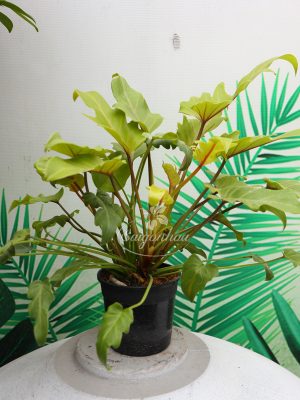 Cây Trầu Bà Chân Vịt Vàng