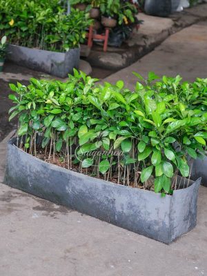 Hàng Rào Cây Ắc Ó 80-100cm