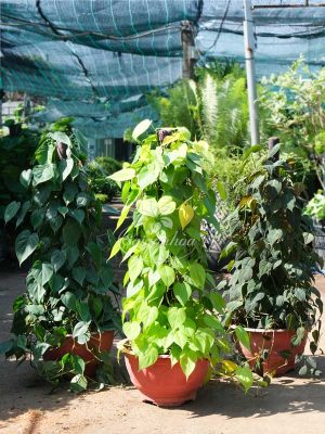 Bộ Sưu Tập 3 Cây Trầu Bà Lá Tim Leo Cột