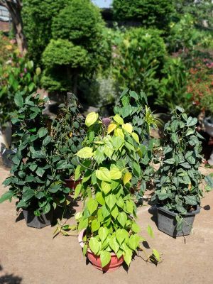 Bộ Sưu Tập 5 Cây Trầu Bà Leo Cột