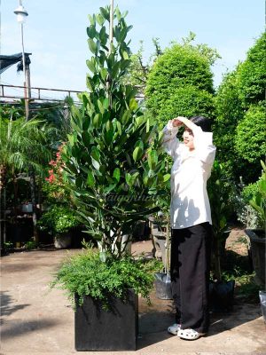 Chậu Cây Phúc
