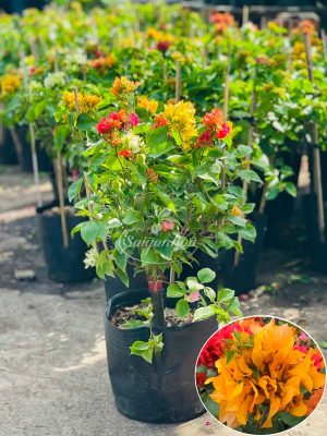 Cây Hoa Giấy Tú Cầu