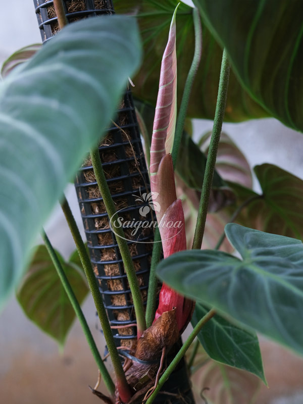 Cây Trầu Bà El Choco Đỏ Leo Cột