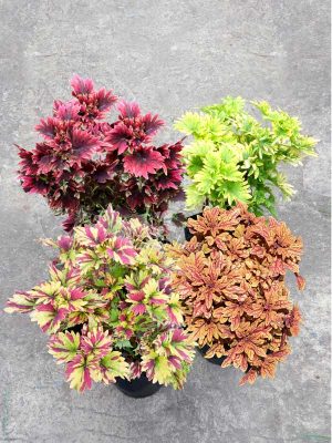 Bộ Sưu Tập 4 Cây Lá Gấm Xòe