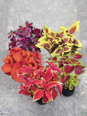 Bộ Sưu Tập 5 Màu Cây Tía Tô Cảnh