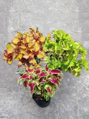 Bộ Sưu Tập 3 Cây Lá Gấm Xoăn