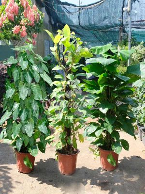 Bộ Sưu Tập 3 Cây Trầu Bà Leo Cột Thông Dụng