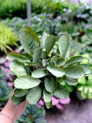 Cây Đuôi Công Xương Cá Bạc