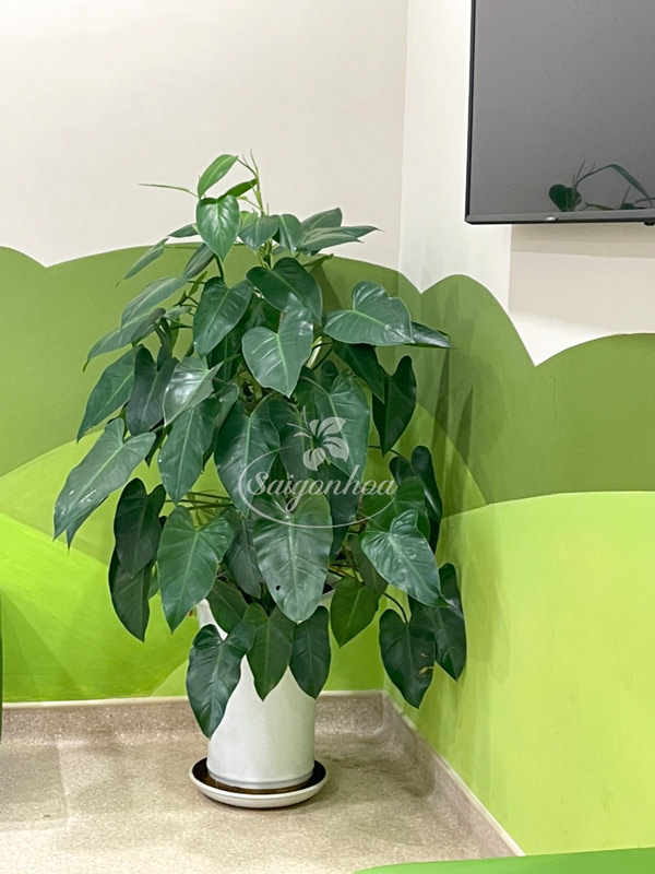 Chậu Cây Trầu Bà Tỷ Phú Leo