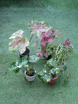 Bộ Sưu Tập 5 Cây Môn Lá Đốm