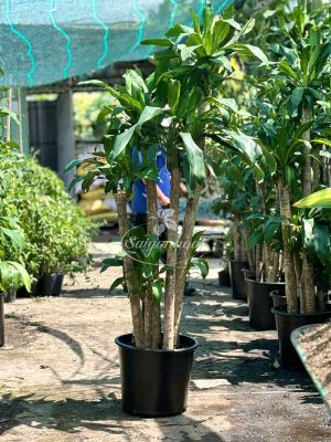 Cây Phát Tài Ngũ Phúc