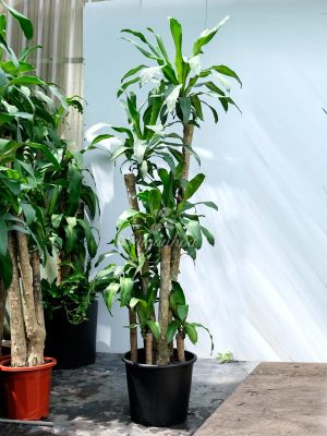 Cây Phát Tài 7 Lần Lộc