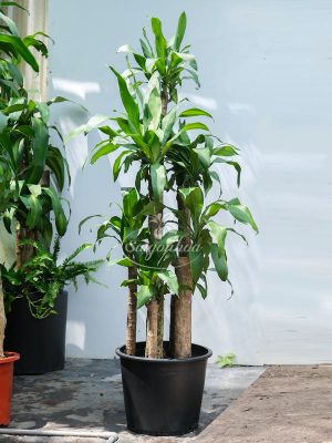 Cây Phát Tài Bát Bảo