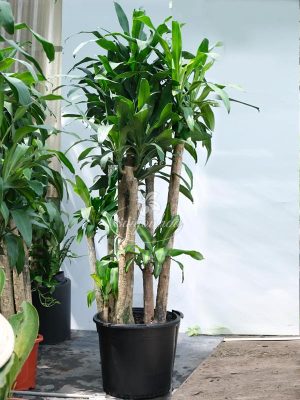 Cây Phát Tài Cửu Phúc Khai Lộc