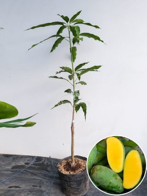 Cây Xoài Thái giống